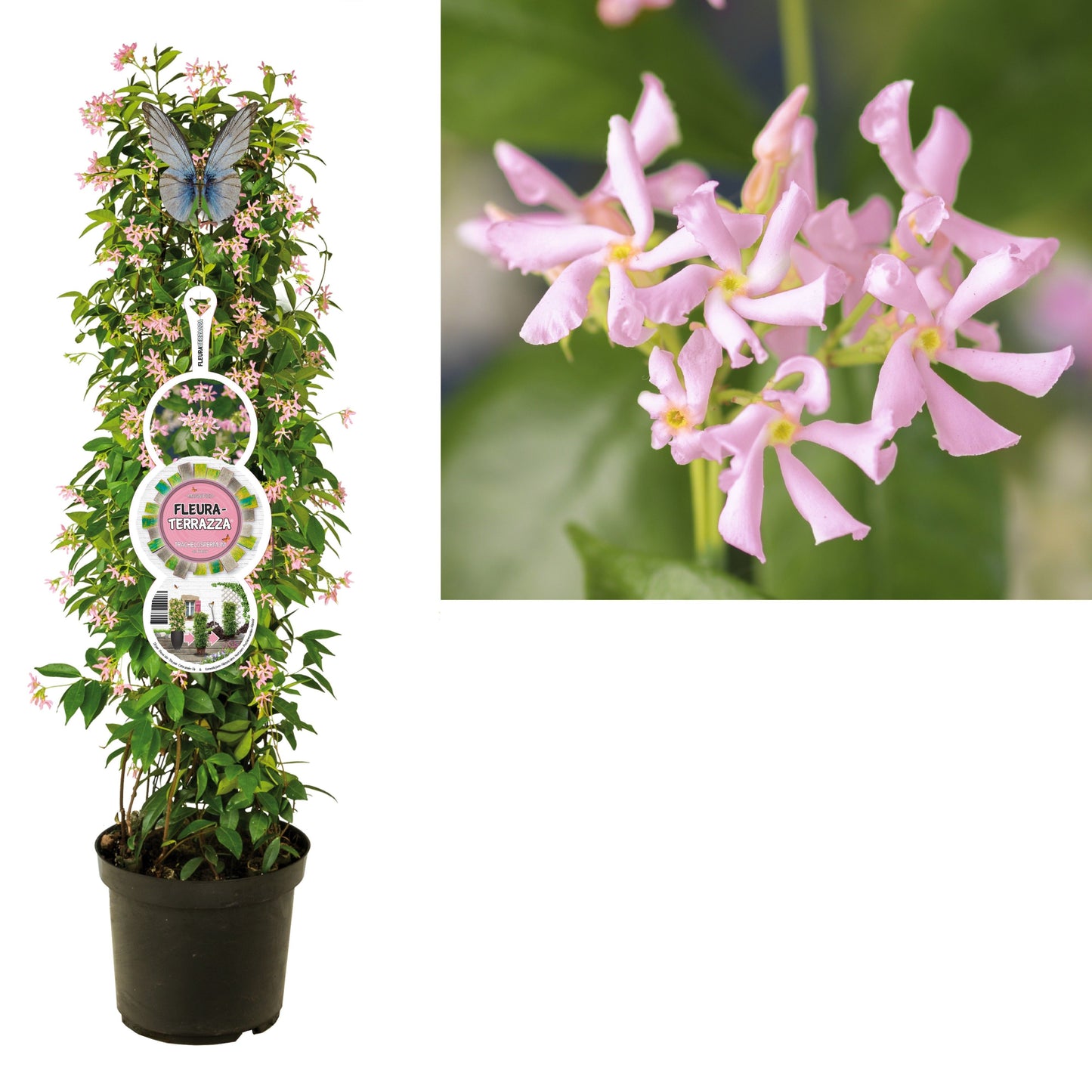 Trachelospermum asiaticum 115cm 28cm Pot