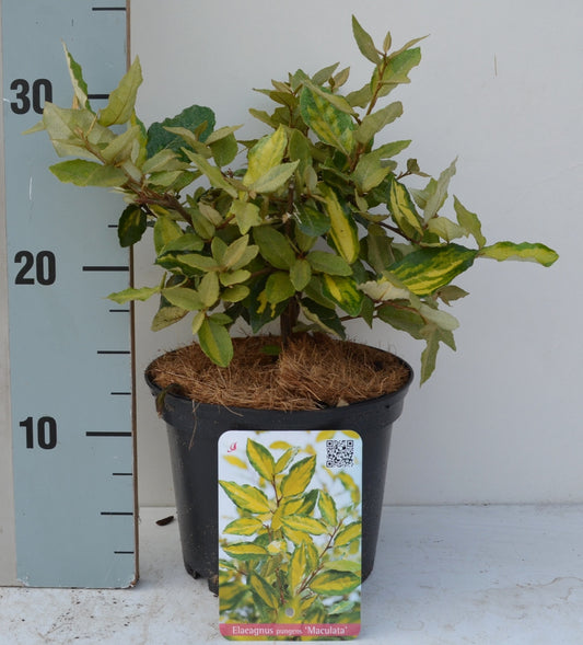 Roessel Tuinpl. VOF, B. v. Elaeagnus pun. Maculata Pack of 6