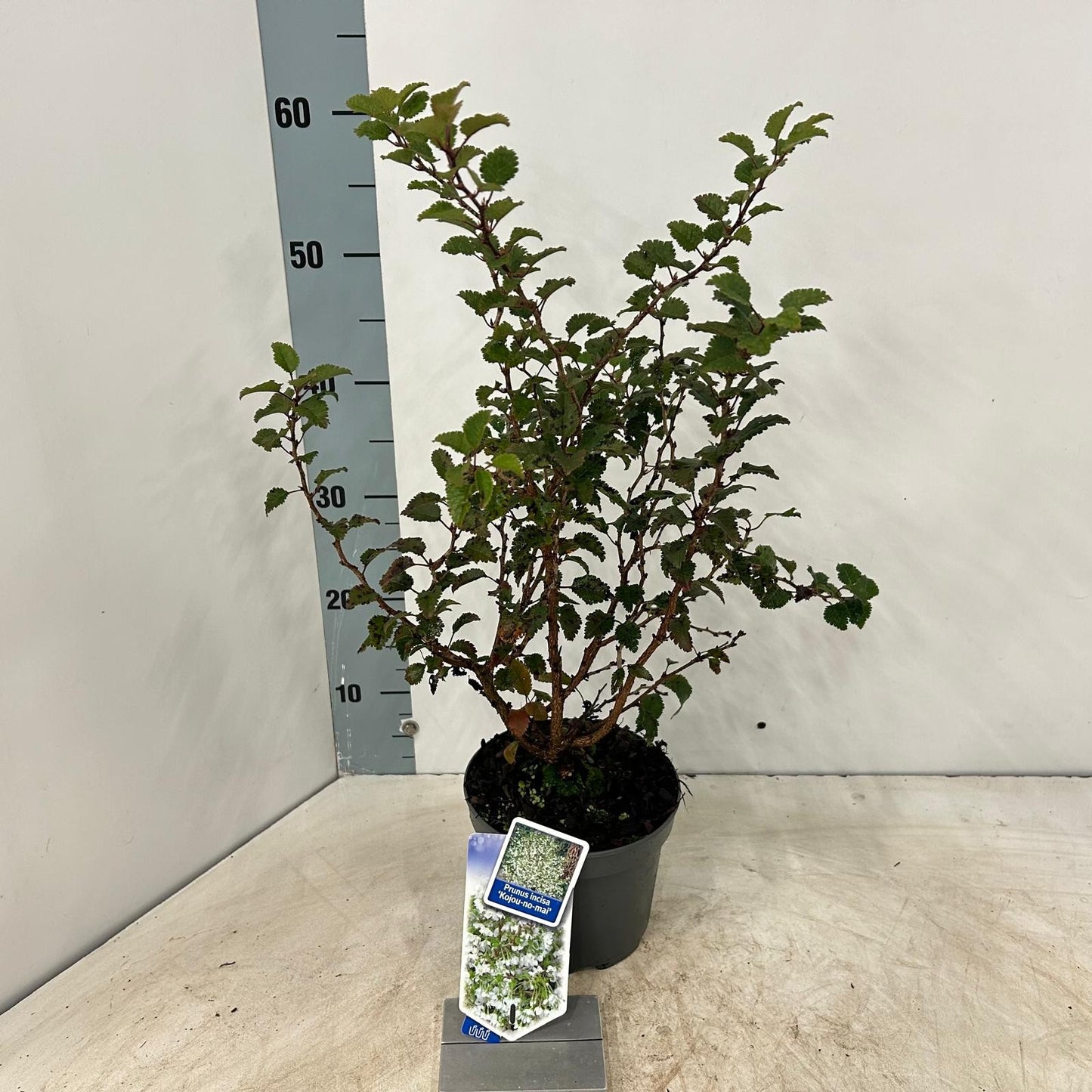 Prunus incisa Kojou-no-mai 35cm 17cm Pot