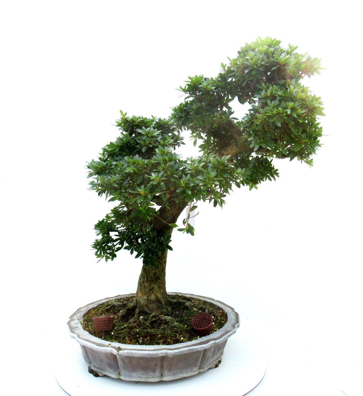 Bonsai Metasequoia Forest 75cm 41cm Pot