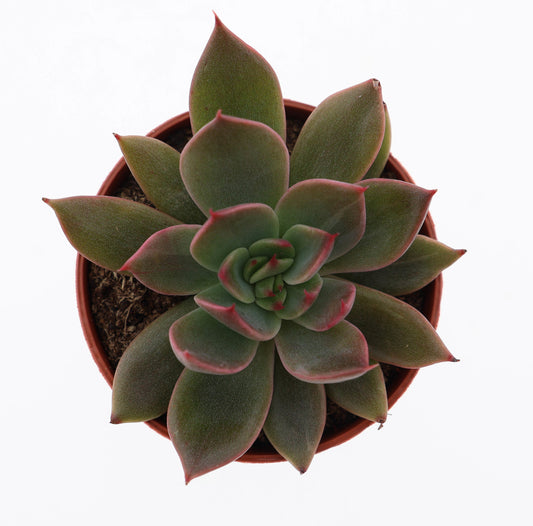Echeveria Hybrid 8cm 5.5cm Pot