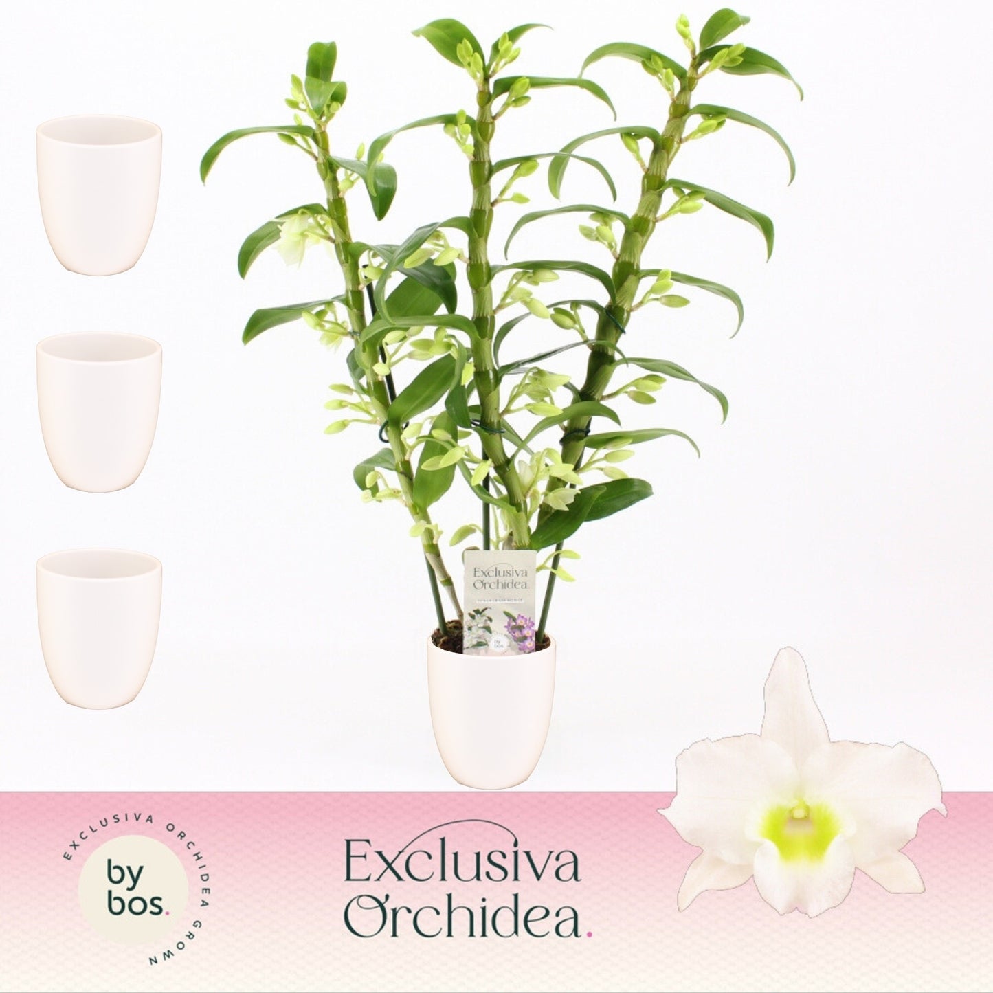 Bos Flowers & Orchids Dendrobium Apollon (+ drp.Lotte white) Pack of 6