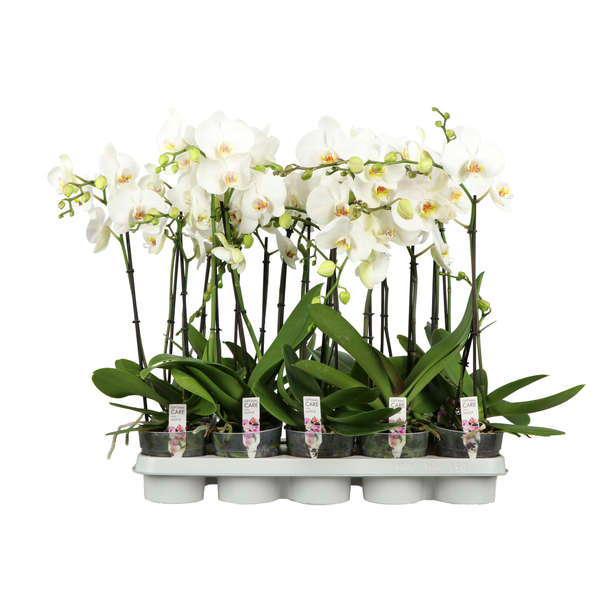 Phalaenopsis white 40cm 12cm Pot