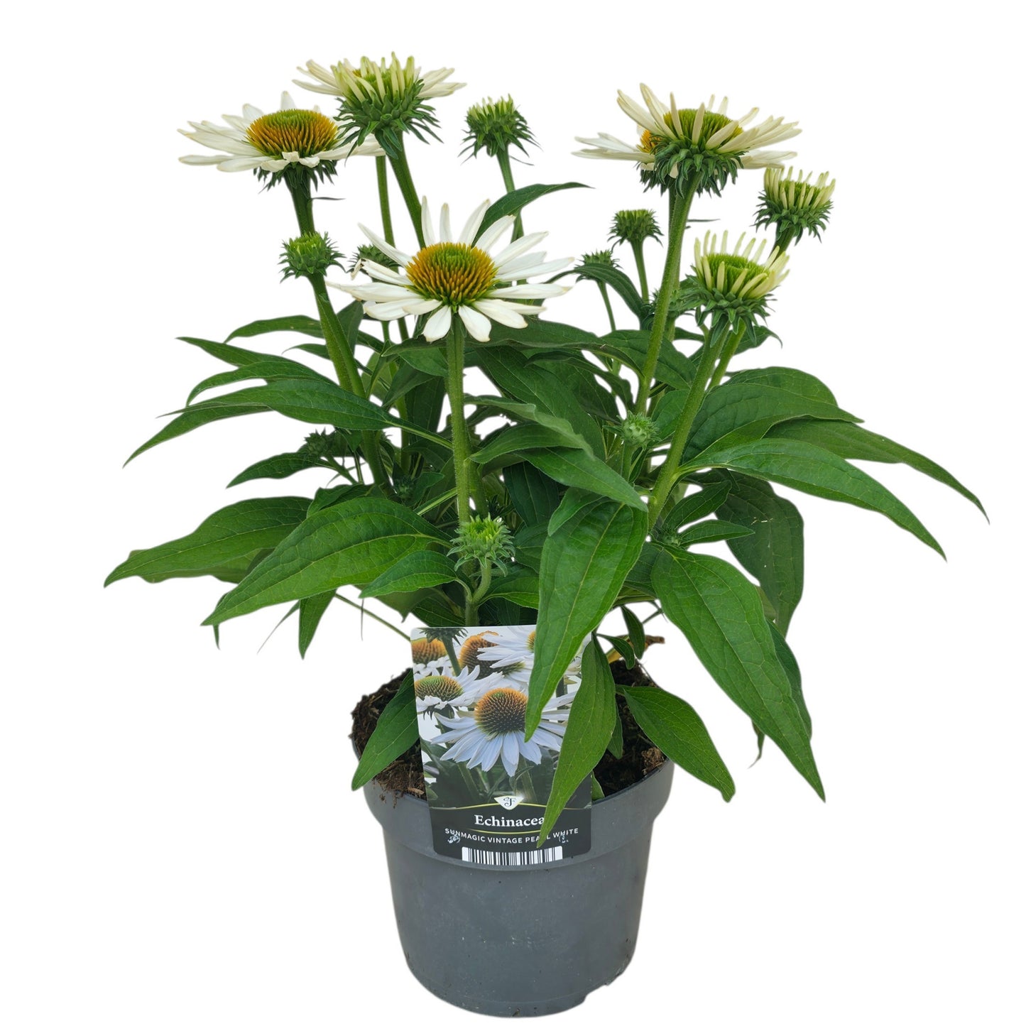 Florizon Plants Echinacea Sunmagic Pack of 6
