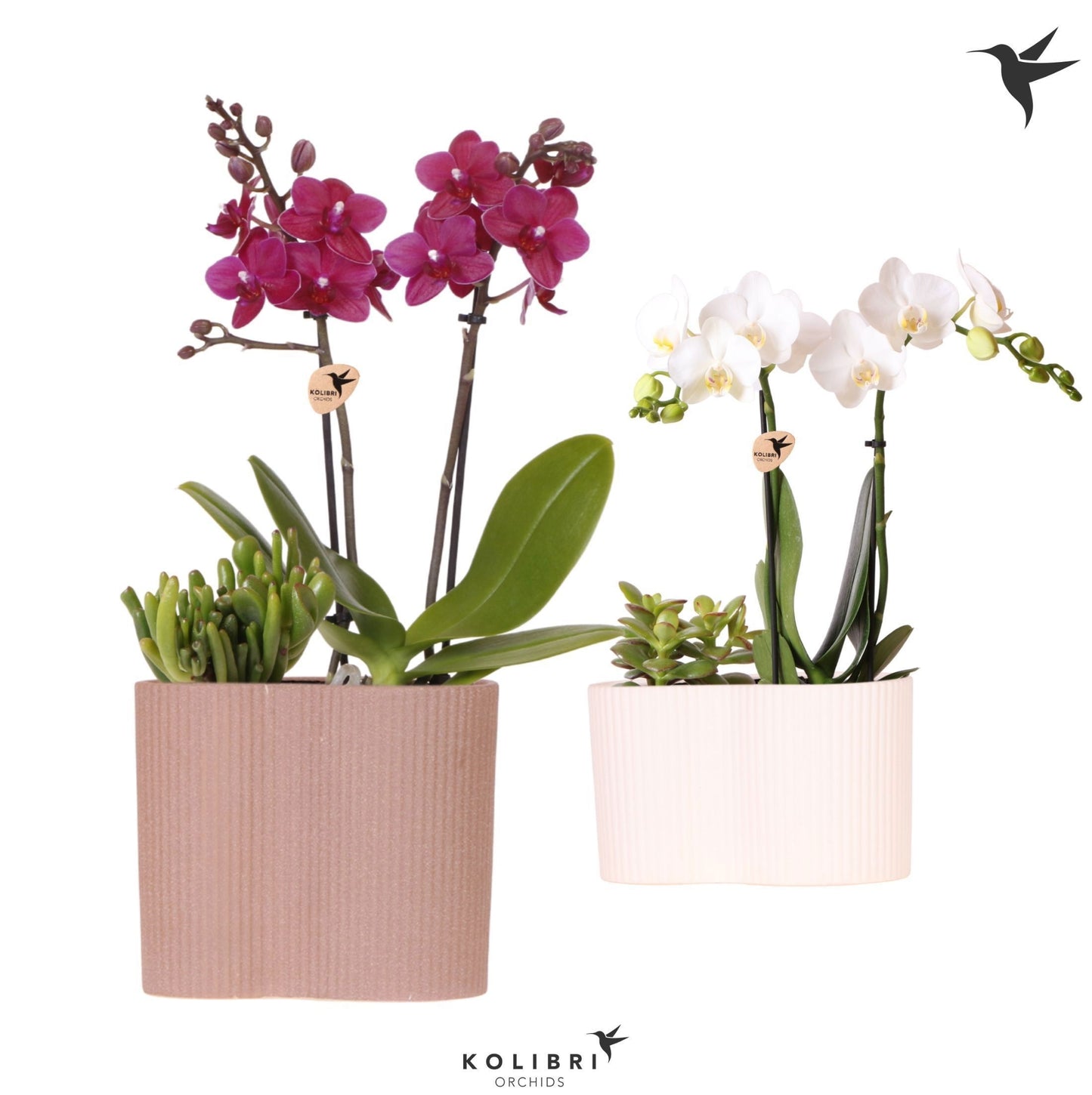 Kolibri Orchids Phalaenopsis Mix 2 spike and Succulent in Gili twin 40cm 18cm Pot