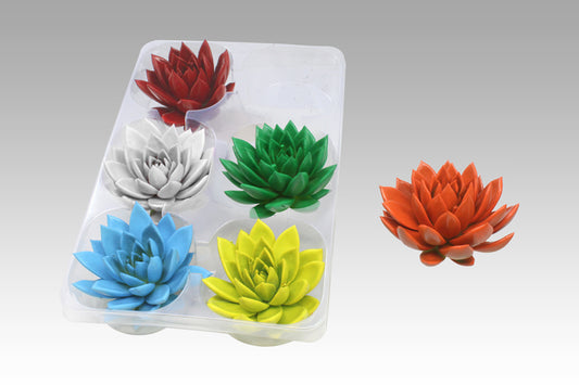 Echeveria colored mix 7cm 999cm Pot