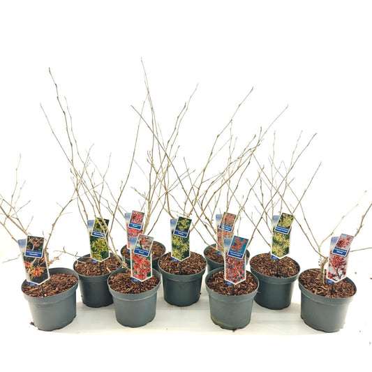 Hamamelis intermedia 40cm 23cm Pot
