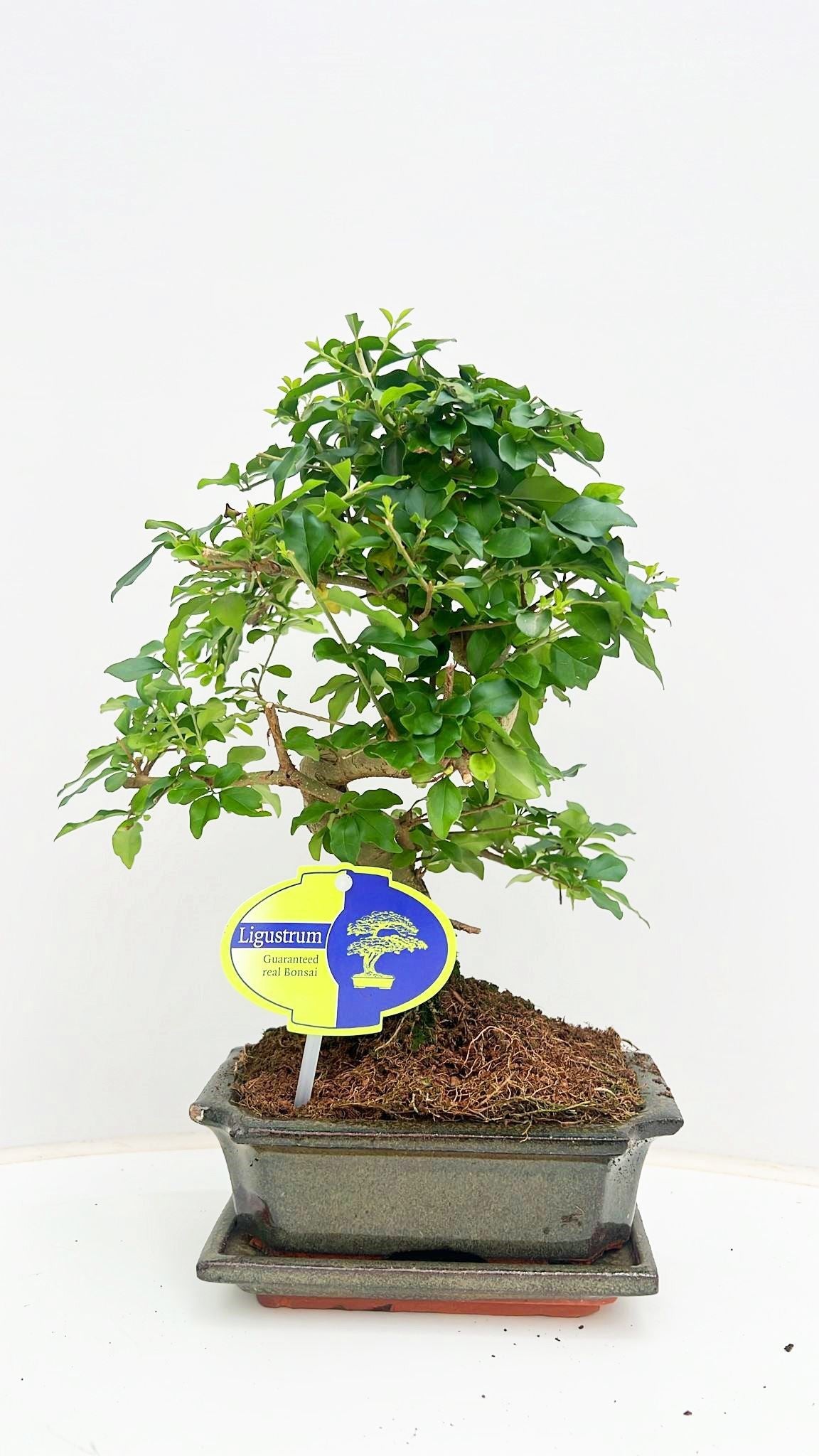Bonsai Ligustrum 30cm 15cm Pot