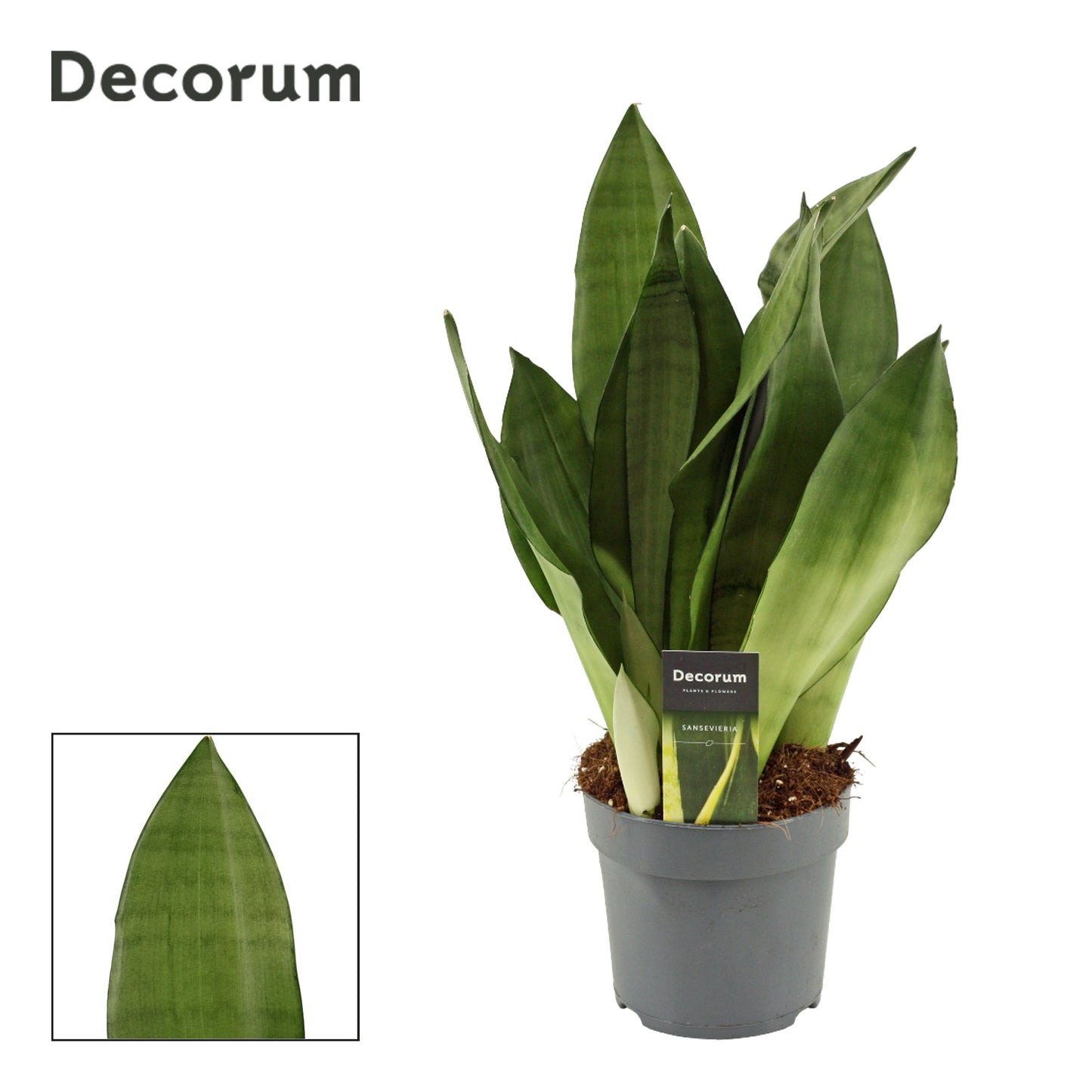 Sansevieria Moonshine 50cm 14cm Pot