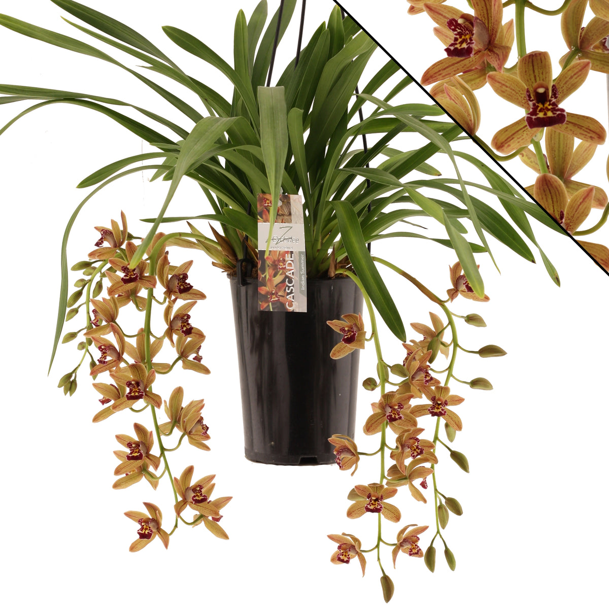 Cymbidium Indian Summer 60cm 14cm Pot