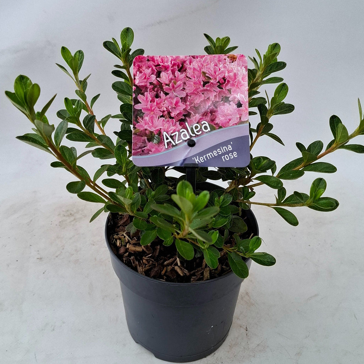 Rhododendron japonicum 15cm 13cm Pot