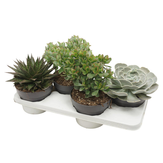 Succulent mix 25cm 17cm Pot