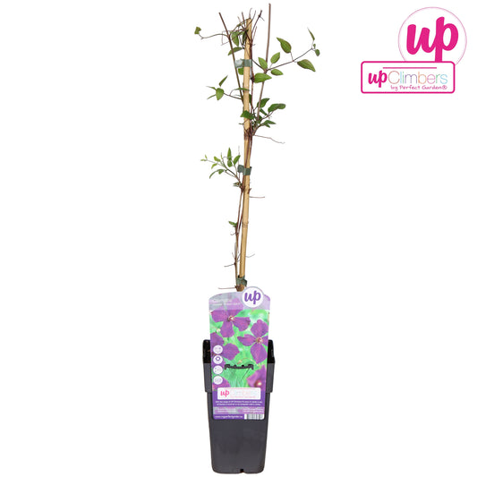 Clematis Polish Spirit 65cm 15cm Pot