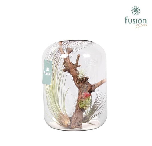 arr. Tillandsia 29cm 25cm Pot