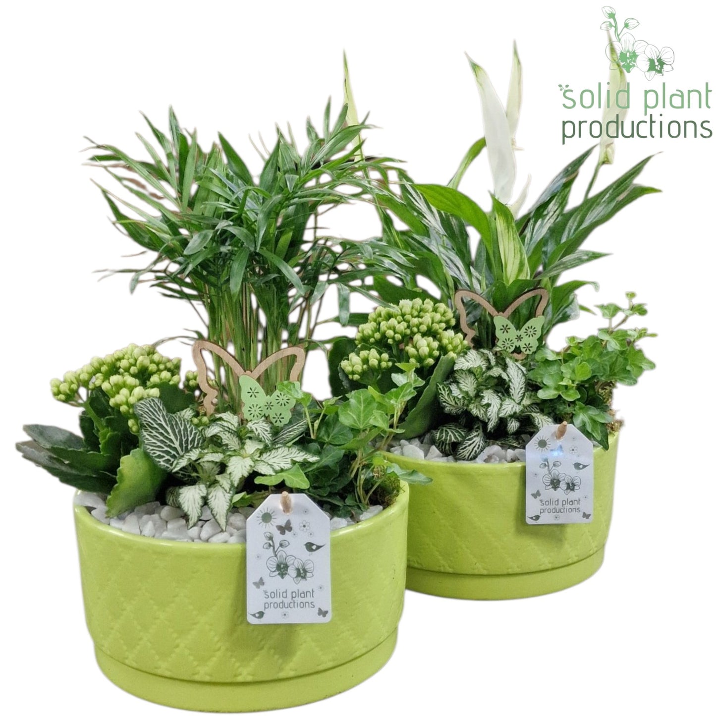 SC003 Loes Light Green Mix 35cm 18cm Pot