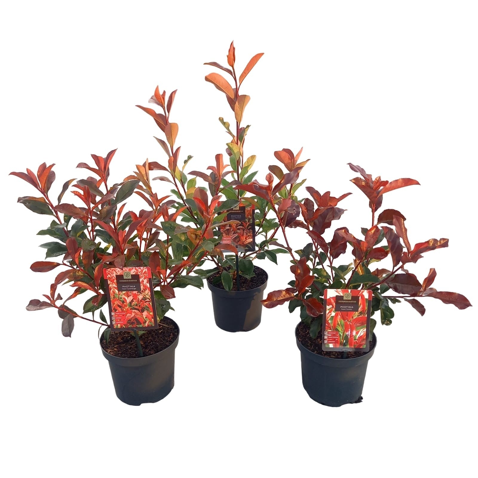 Photinia fraseri mix 40cm 19cm Pot