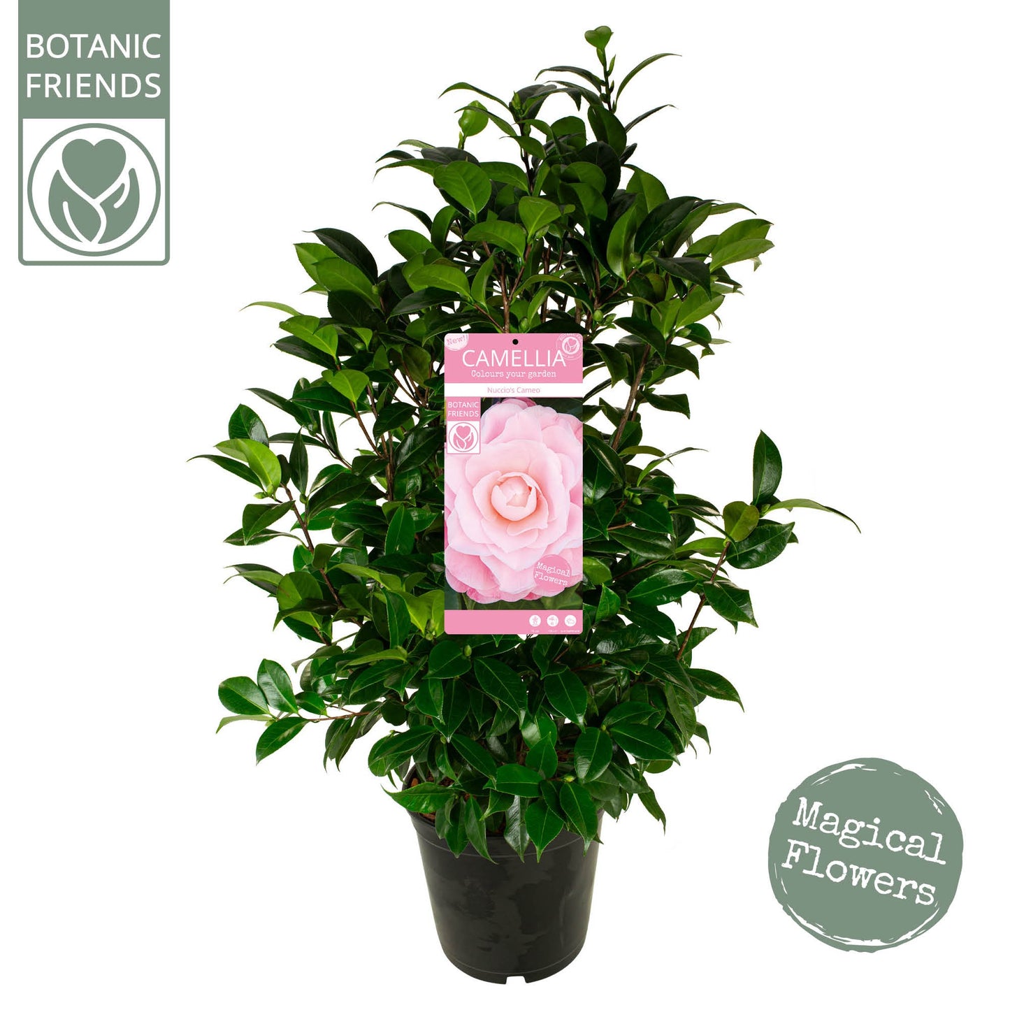 Camellia japonica 95cm 29cm Pot