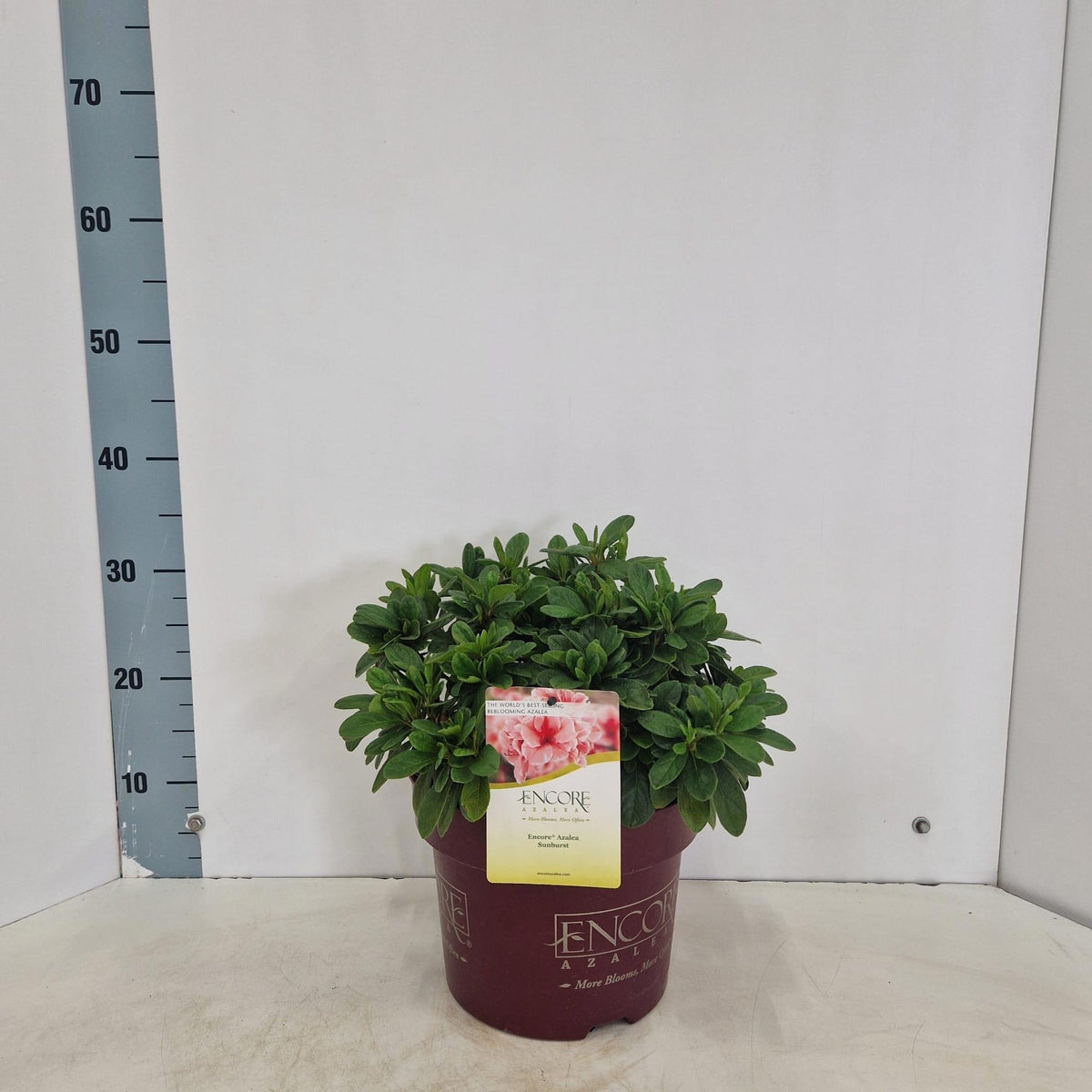 Rhododendron Encore mix 40cm 23cm Pot
