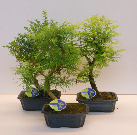 Bonsai mix (outdoor) 45cm 24cm Pot