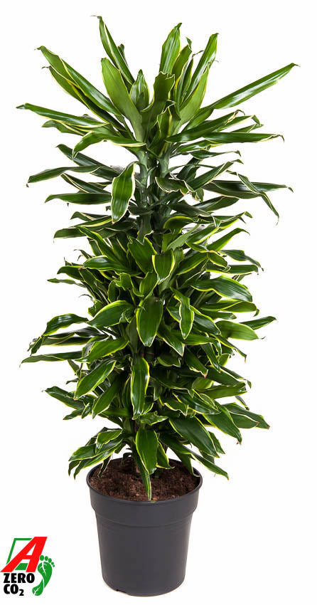 Dracaena fragrans Golden Coast 110cm 27cm Pot