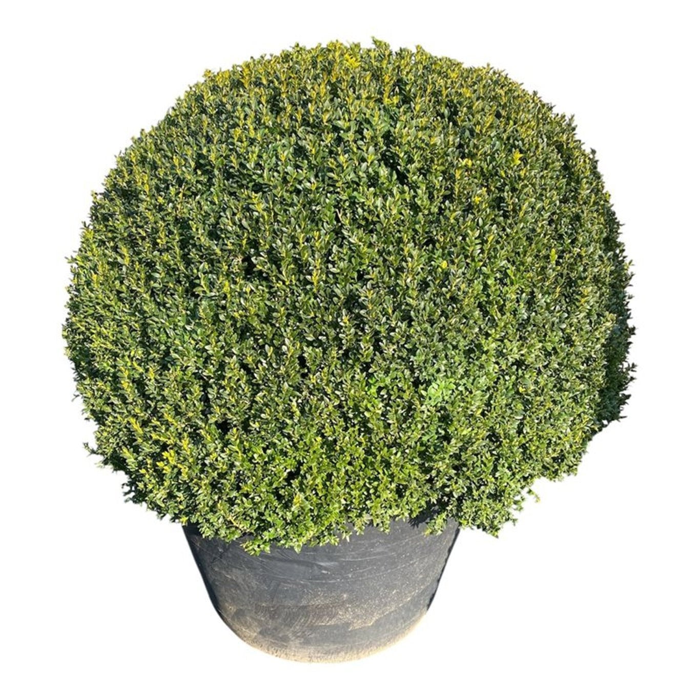 Buxus sempervirens ball 170cm 100cm Pot