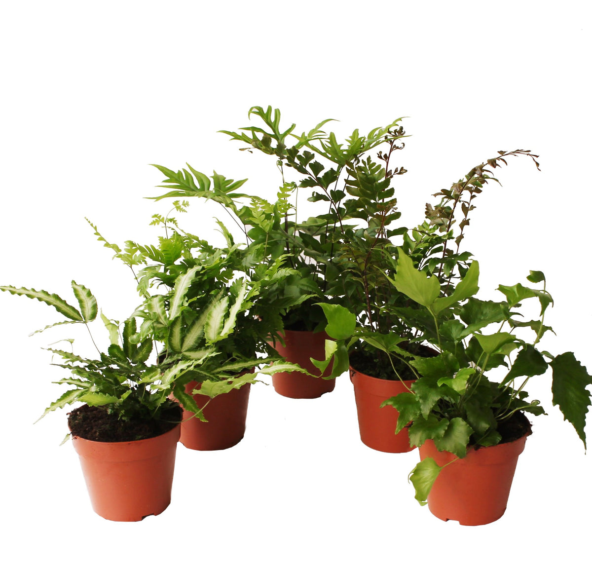 Ferns mix 30cm 12cm Pot