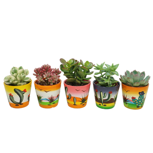 Succulent mix 10cm 5.5cm Pot