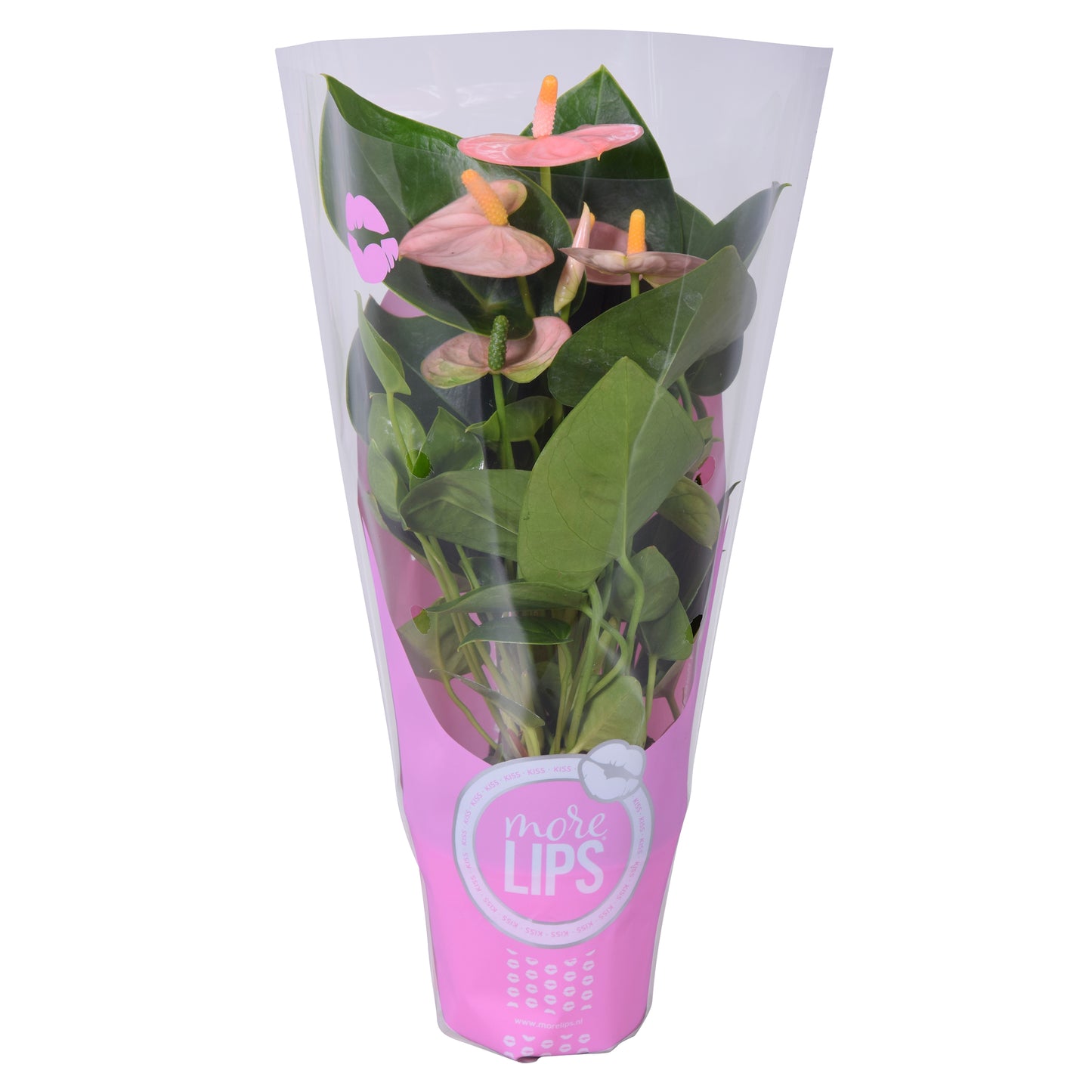 Anthurium Spirit 25cm 9cm Pot