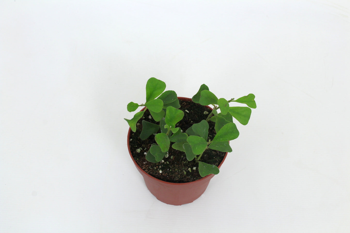 Hoya australis 15cm 12cm Pot
