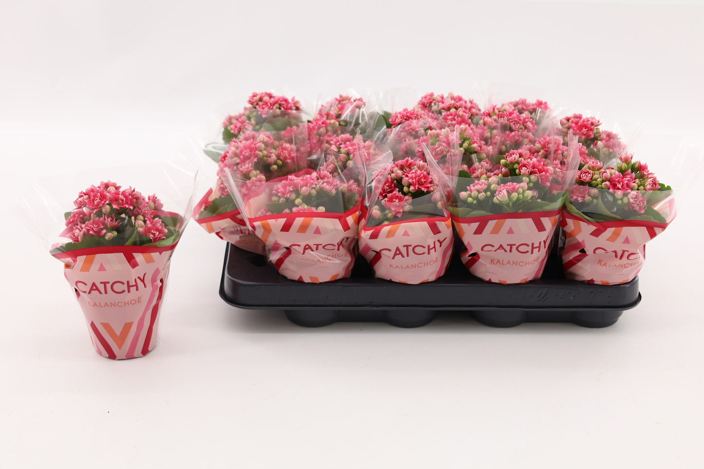 Kalanchoe Weaver Bicolor 15cm 8cm Pot
