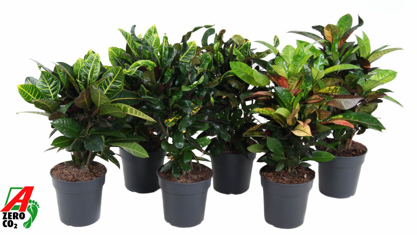 Codiaeum mix 60cm 21cm Pot