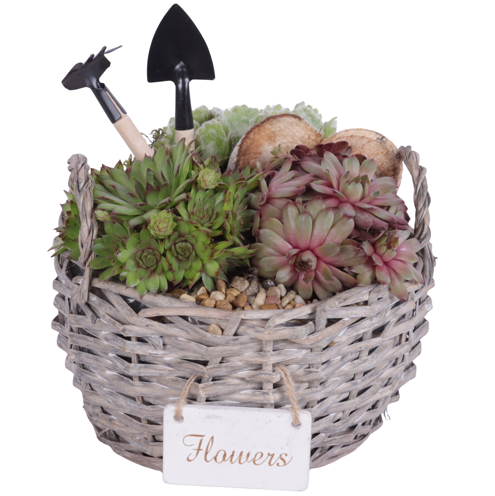 arr. Sempervivum 25cm 24cm Pot