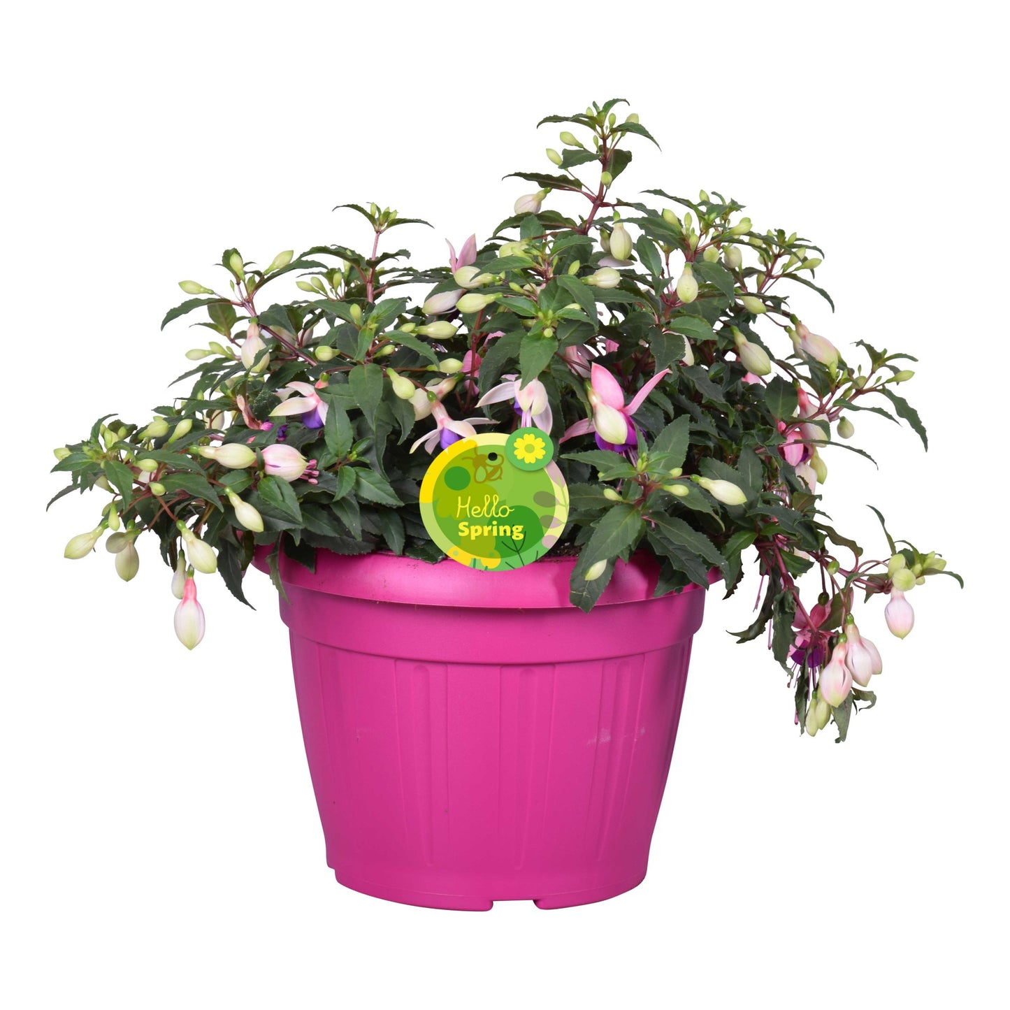 Fuchsia Bella Faya 30cm 22cm Pot