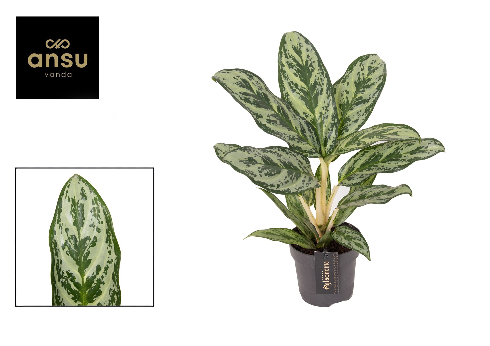 Aglaonema Laurel Green 45cm 12cm Pot