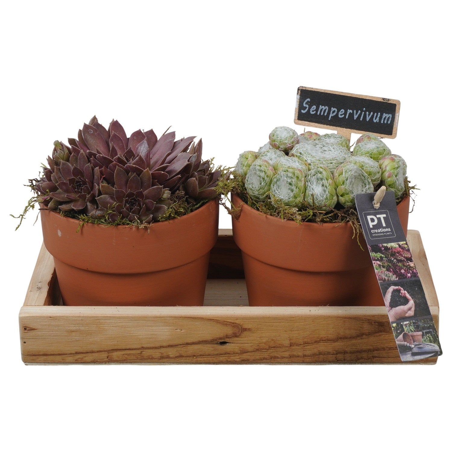 arr. Sempervivum 16cm 27cm Pot
