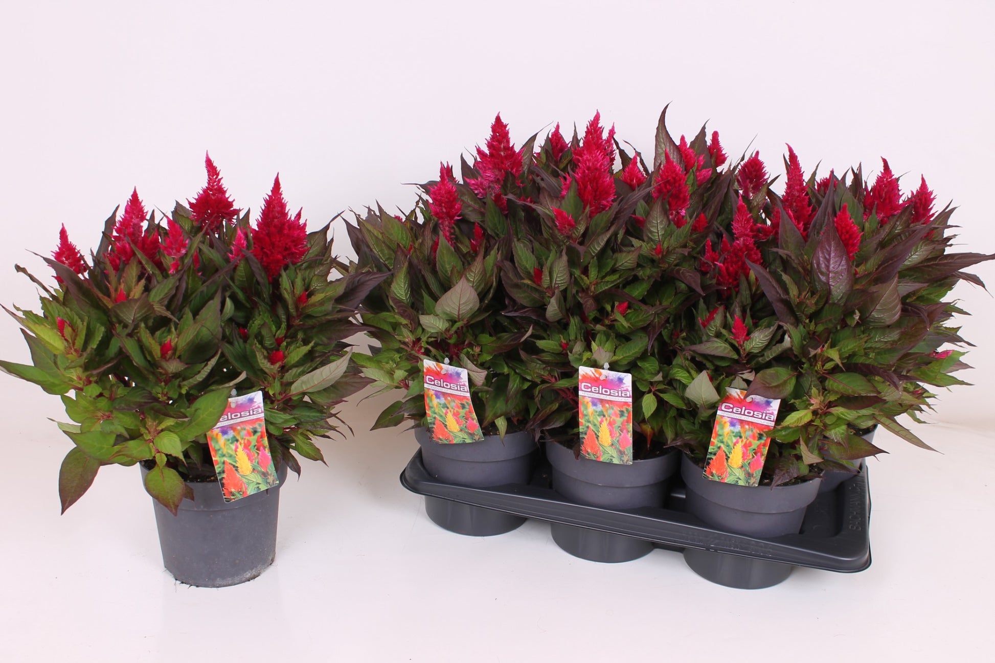 Celosia Kelos Fire Scarlet 40cm 17cm Pot