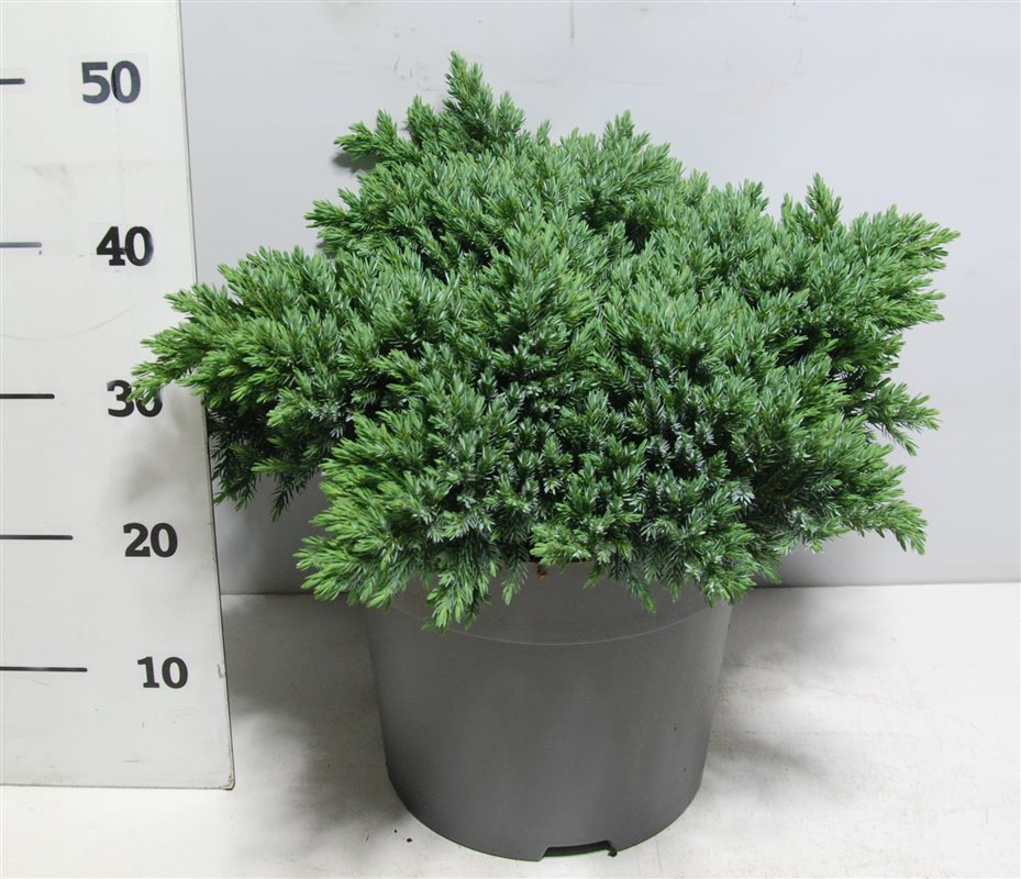 Juniperus Blue Star 50cm 32cm Pot