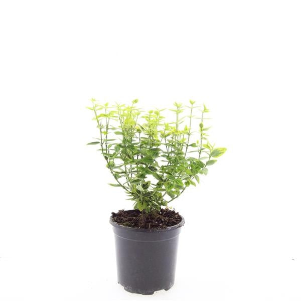 Euonymus Emerald & Gold 10cm 14cm Pot