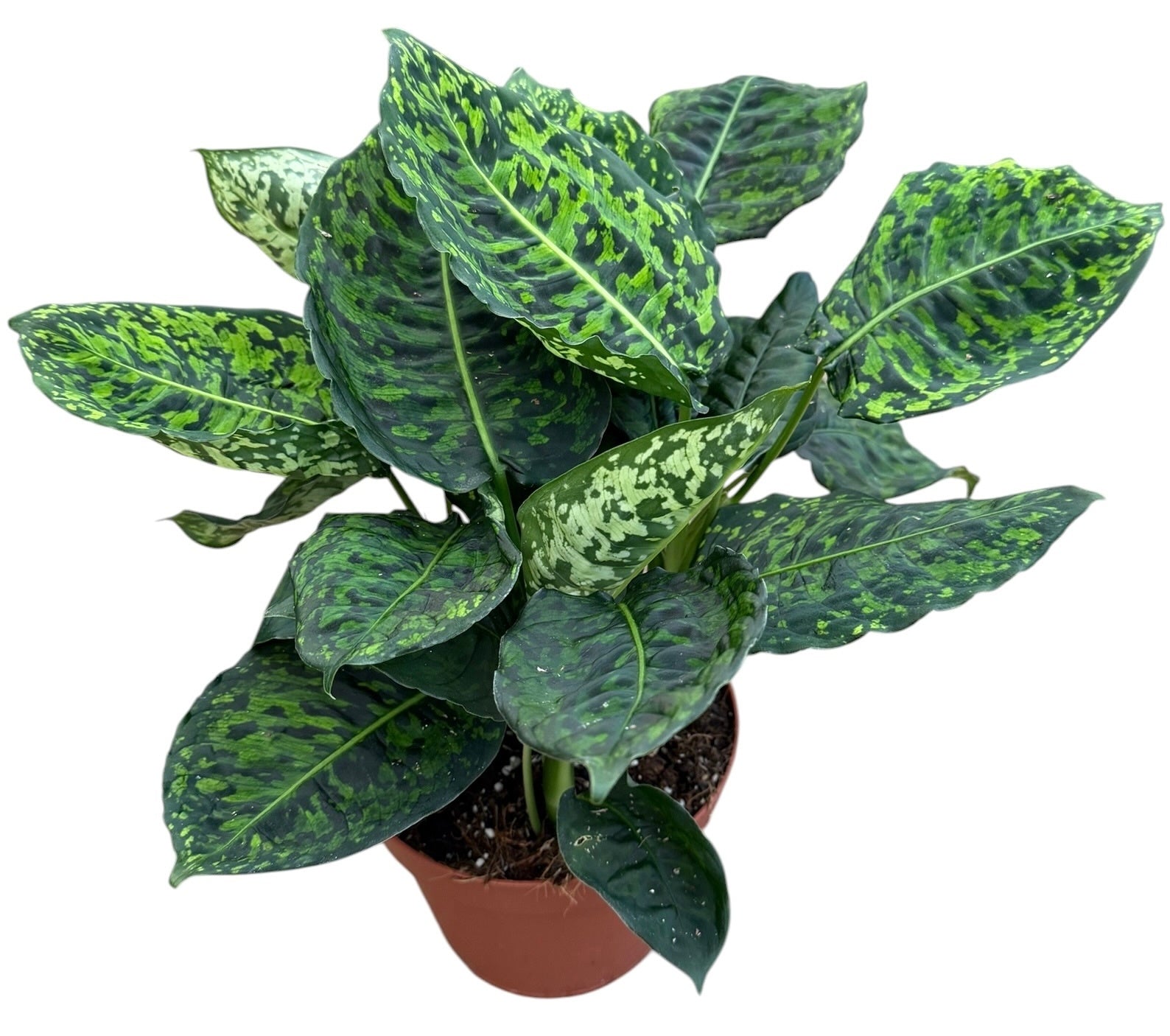 Dieffenbachia Reflector 40cm 17cm Pot