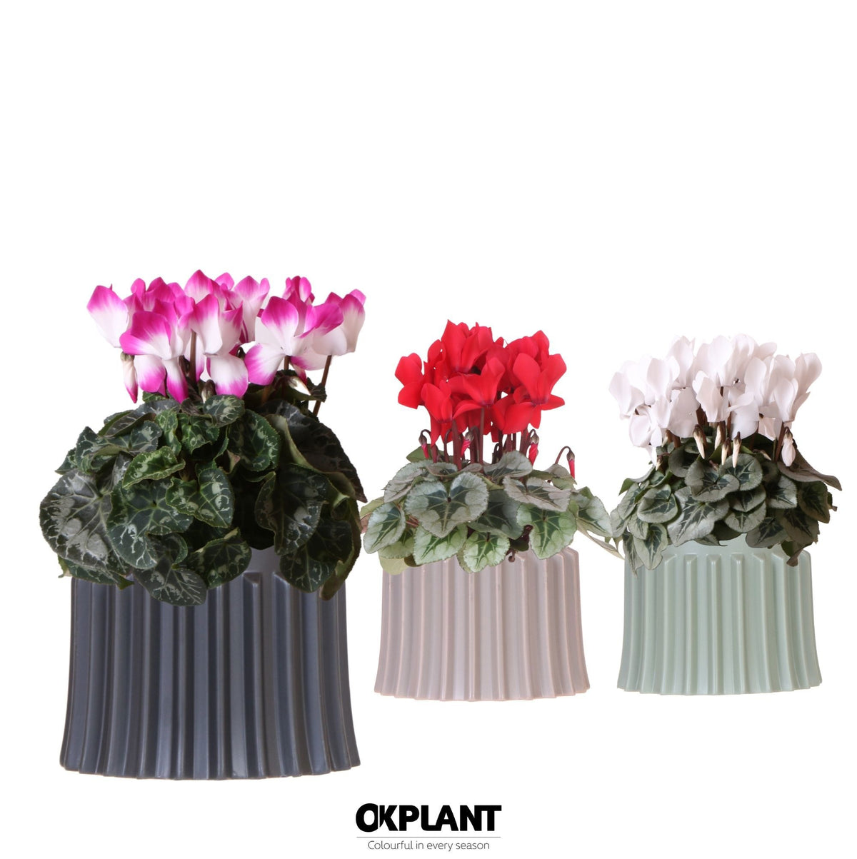 Cyclamen midi 25cm 12cm Pot