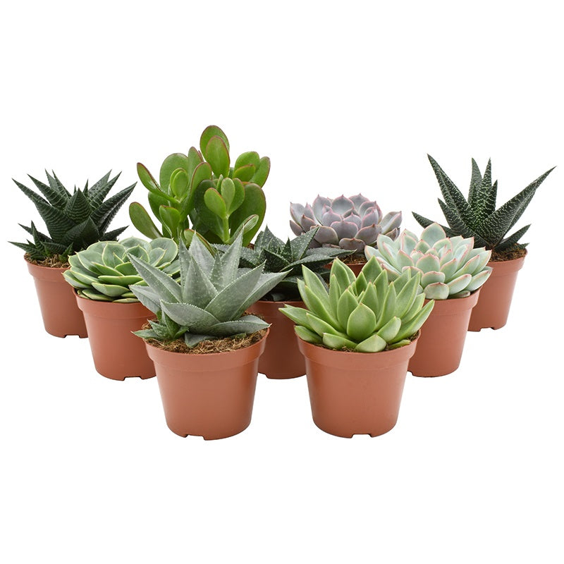 Amigo Plant VOF Succulent mix Pack of 18
