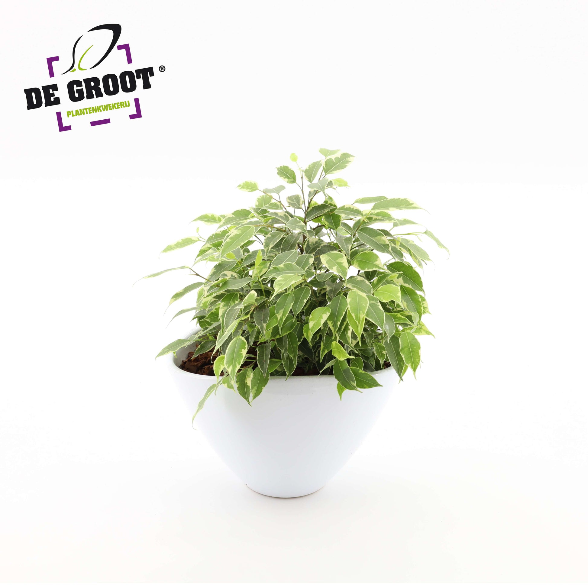 arr.  Plants 18cm Pot