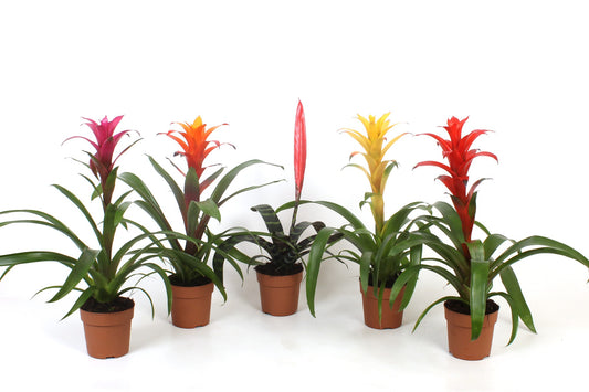 Bromelia mix 40cm 12cm Pot
