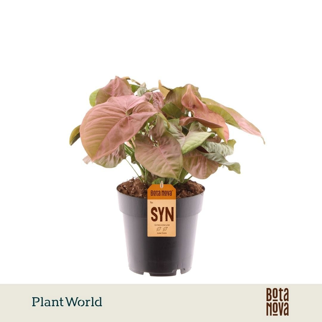 Plantworld Jogrow Syngonium Red Heart Pack of 6
