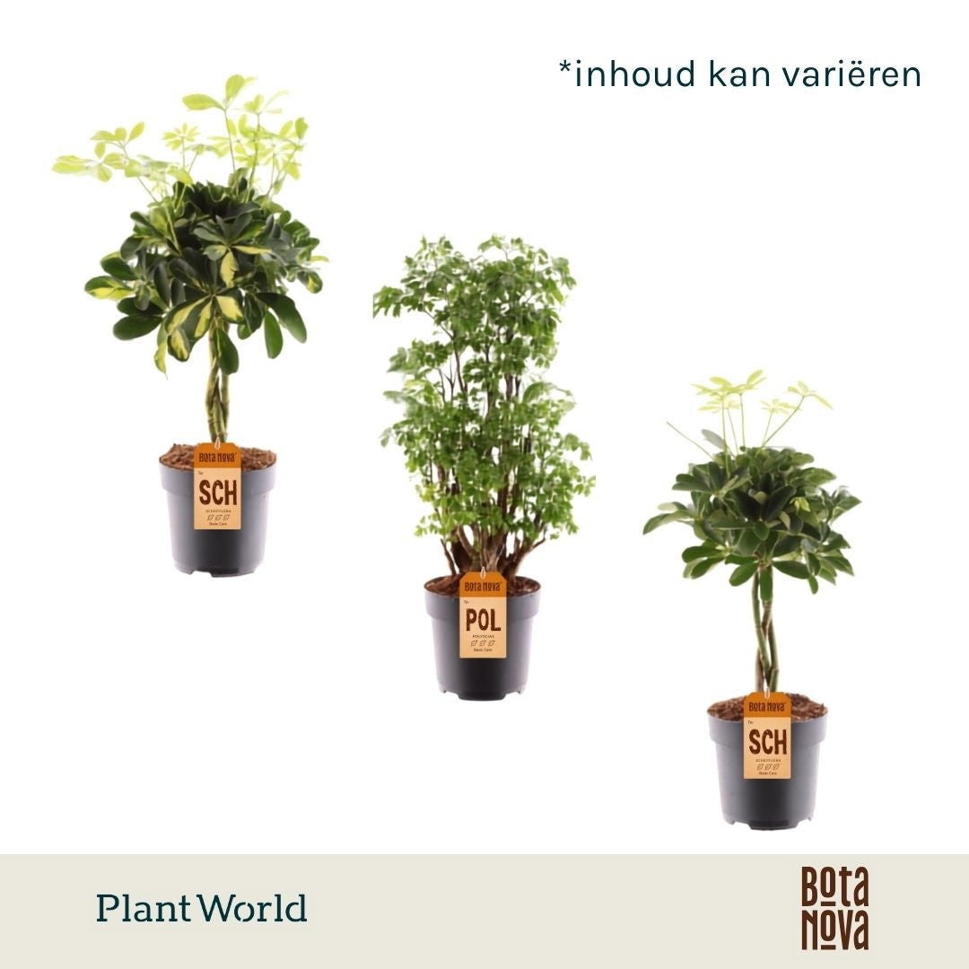 Foliage houseplants mix 60cm 17cm Pot