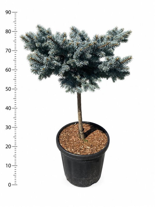 Picea pun. Glauca Globosa 90cm 38cm Pot