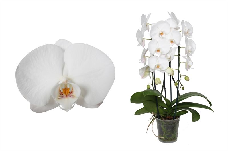 Phalaenopsis white 55cm 12cm Pot
