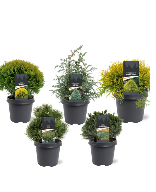 Conifer mix 45cm 23cm Pot