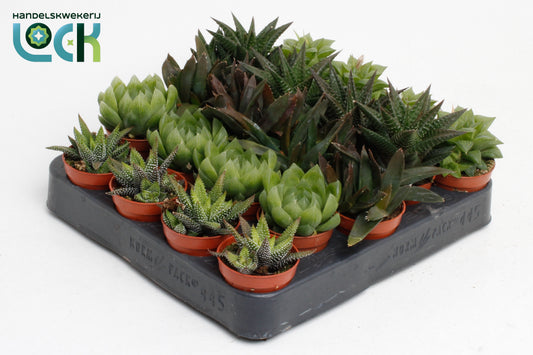 Haworthia mix 10cm 5.5cm Pot