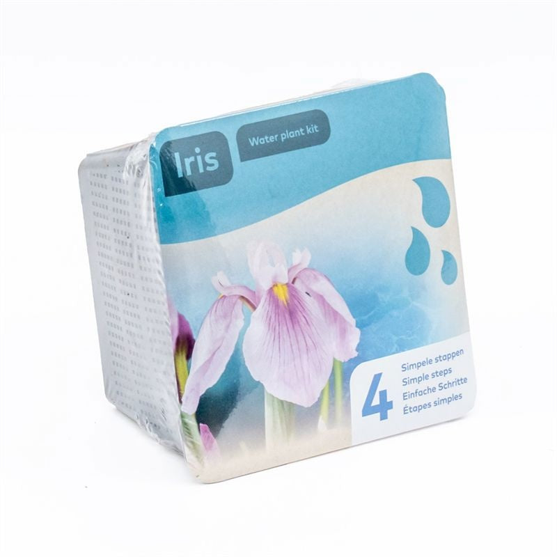Waterplkw R. Moerings Iris lae. Rose Queen Pack of 7